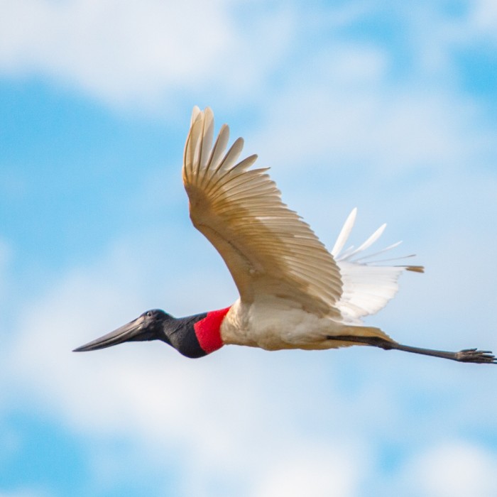 Ibera wetlands - Colonia Carlos Pellegrini